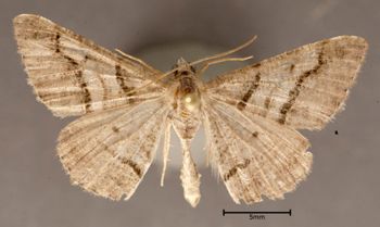 Media type: image;   Entomology 622246 Aspect: habitus dorsal view